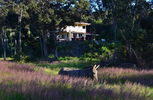 Naalehu Cottage | Off the Beaten Track On the Island of Hawai`i!