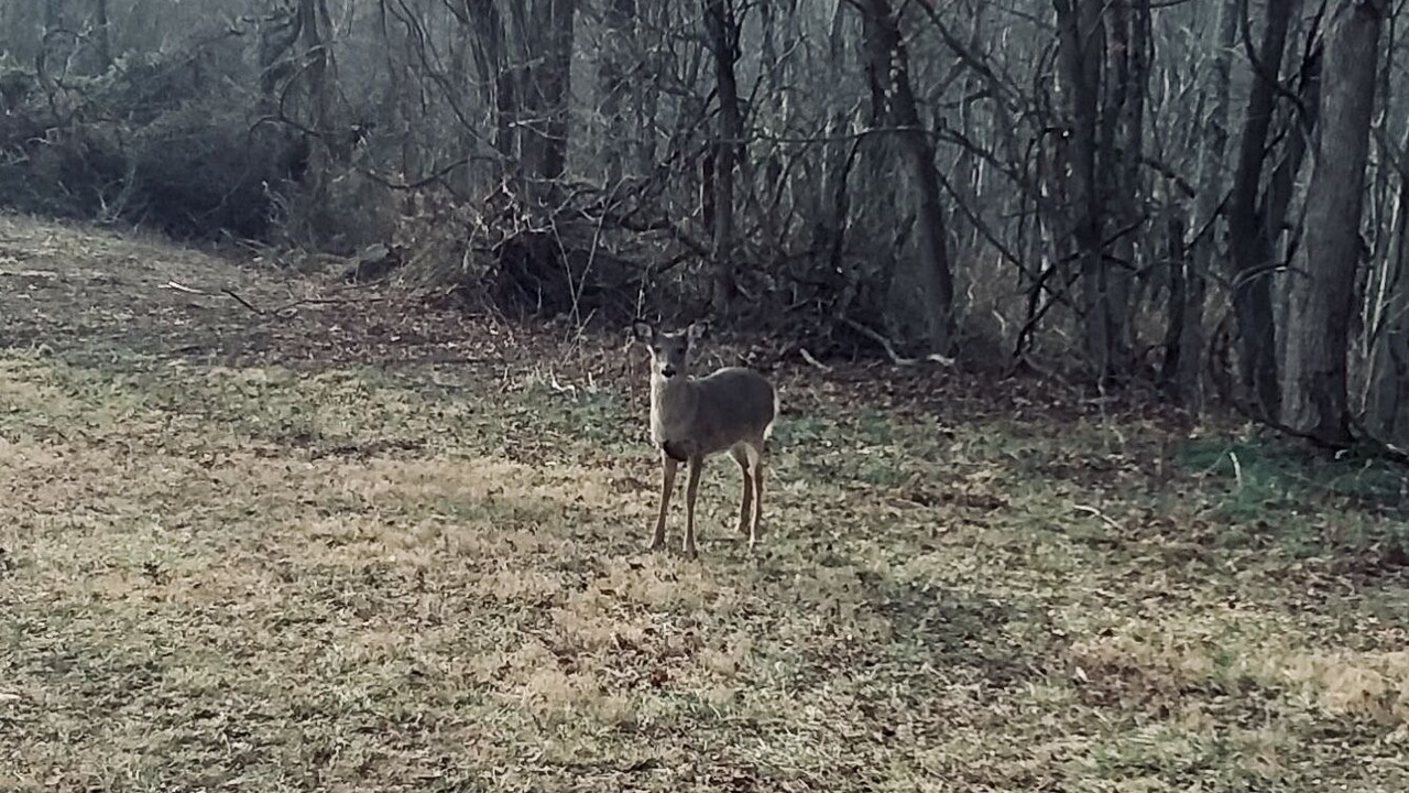 Photo of Outdoor in Wingett Run