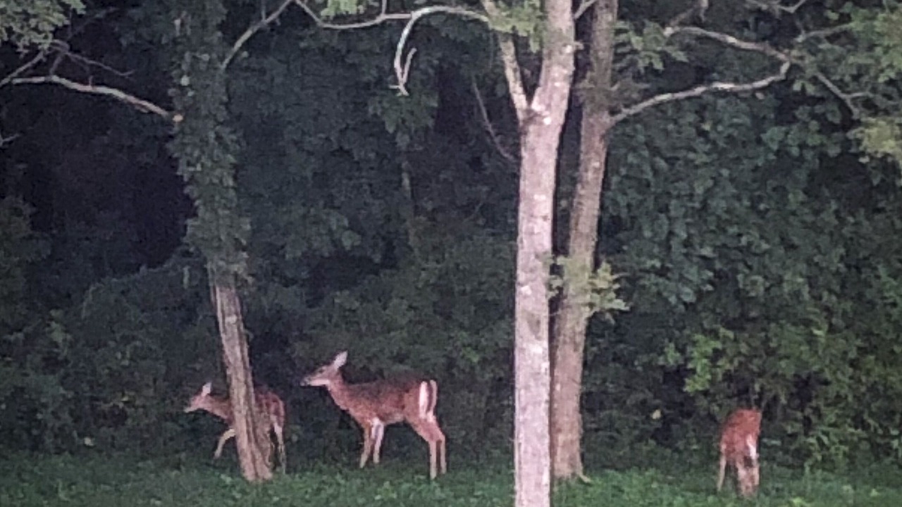 Photo of Outdoor in Blissfield
